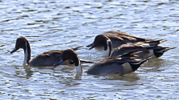 オナガガモ 東京港野鳥公園 2021年10月24日(日)