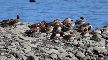 ヒドリガモ 東京港野鳥公園 2021年10月24日(日)