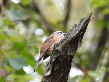 2021年10月24日(日) 広島県の野鳥観察記録