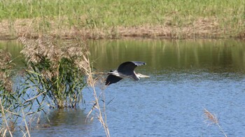 アオサギ 東京港野鳥公園 2021年10月24日(日)