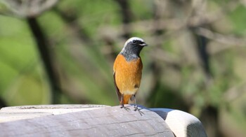 ジョウビタキ 東京港野鳥公園 2021年10月24日(日)