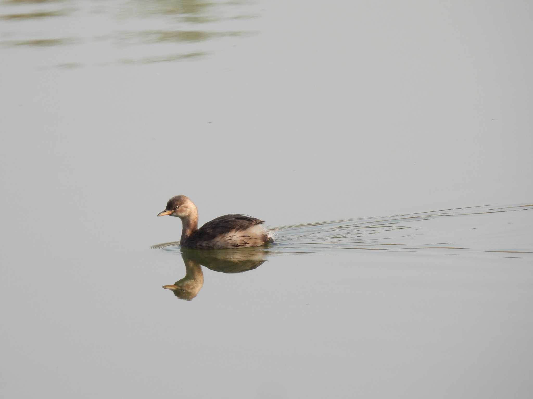 Little Grebe