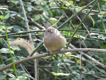 ダルマエナガ 奥林匹克森林公園(北京) 2021年10月24日(日)