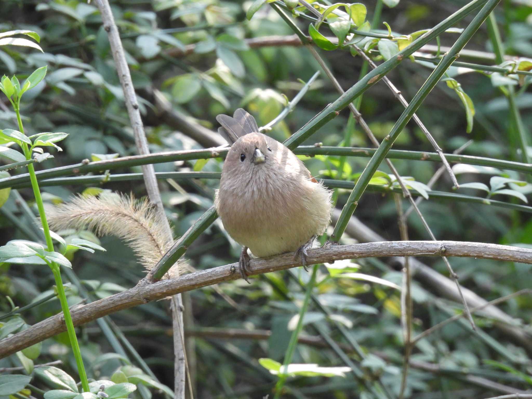 Vinous-throated Parrotbill