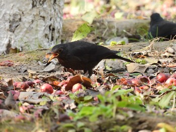 Chinese Blackbird 奥林匹克森林公園(北京) Sun, 10/24/2021