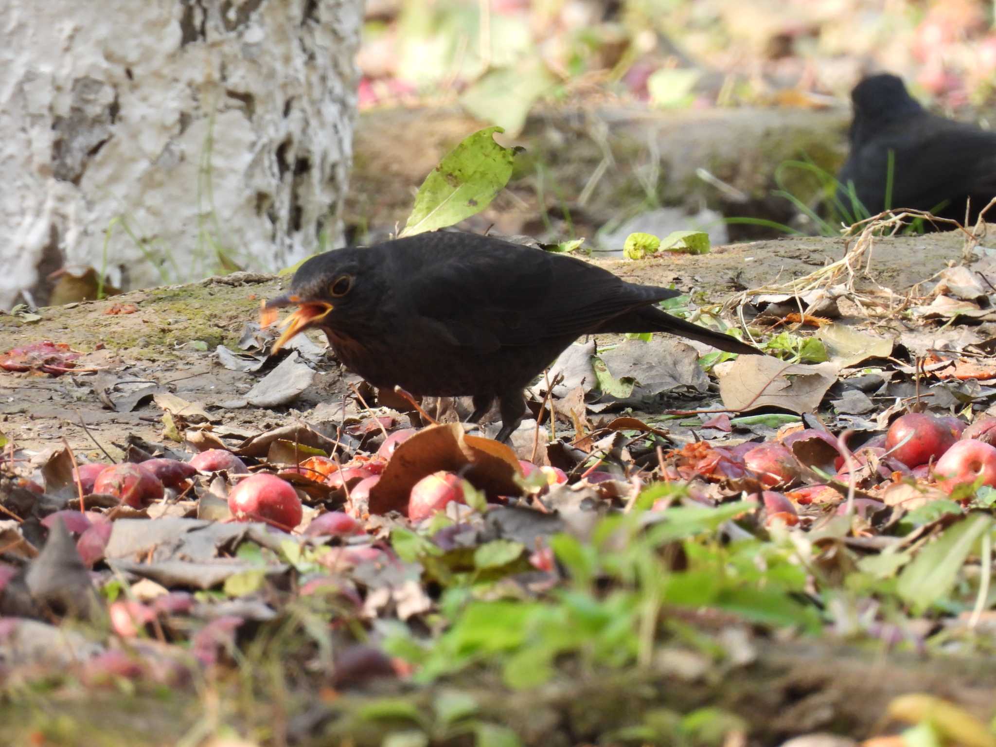 Chinese Blackbird