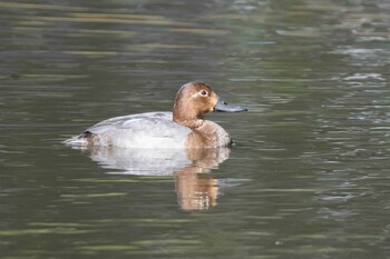 ホシハジロ こども自然公園 (大池公園/横浜市) 2021年10月23日(土)