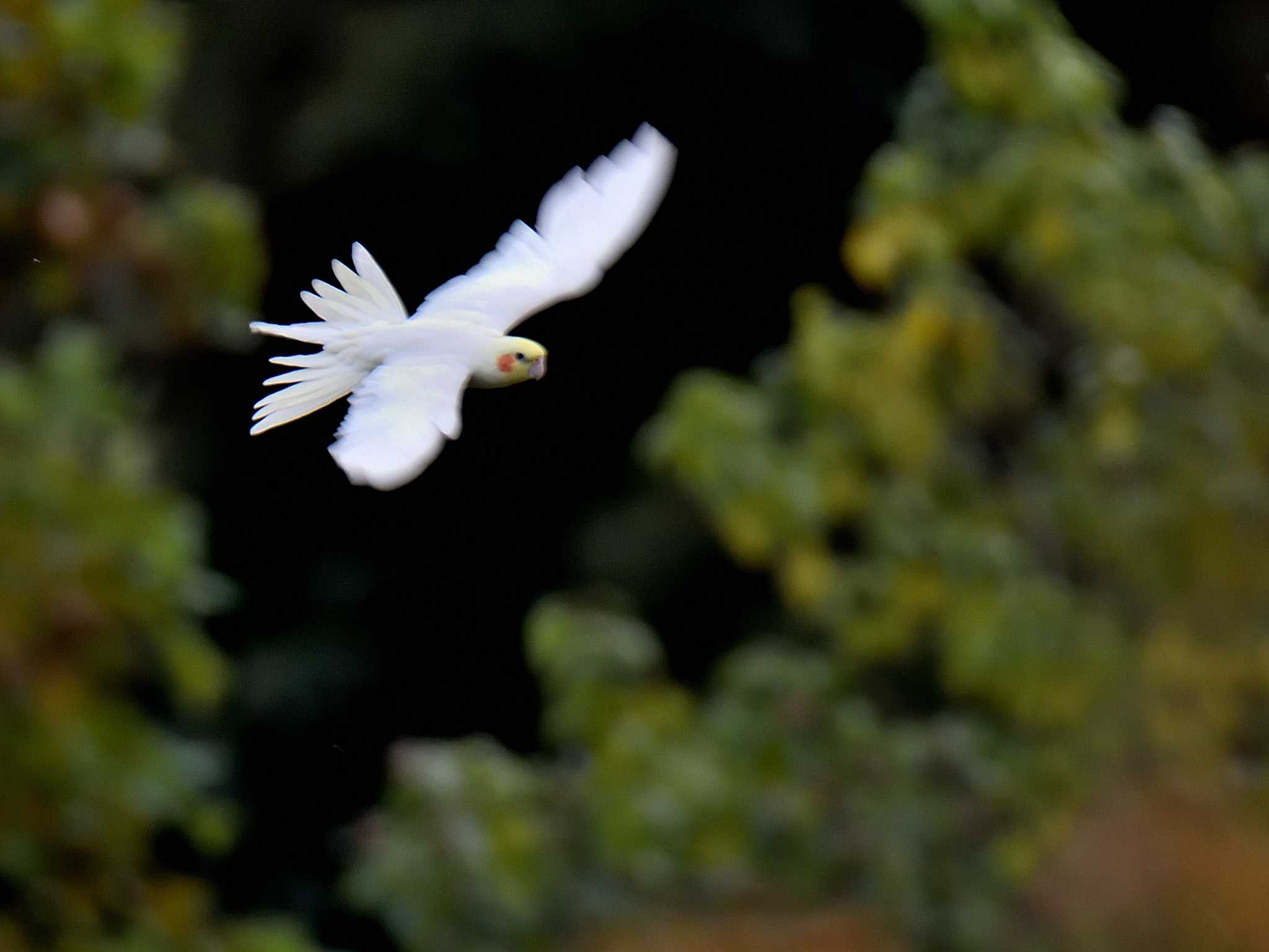  オカメインコの写真 by よつくん