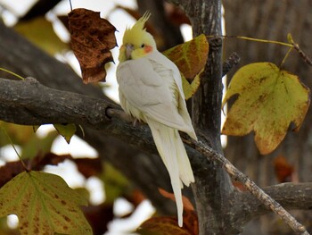 オカメインコ 場所が不明 2021年10月24日(日)