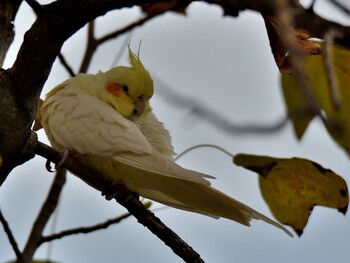 オカメインコ 場所が不明 2021年10月24日(日)