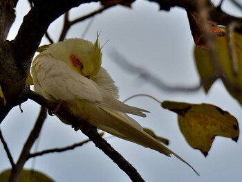 オカメインコ 場所が不明 2021年10月24日(日)