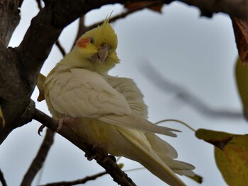 オカメインコ 場所が不明 2021年10月24日(日)