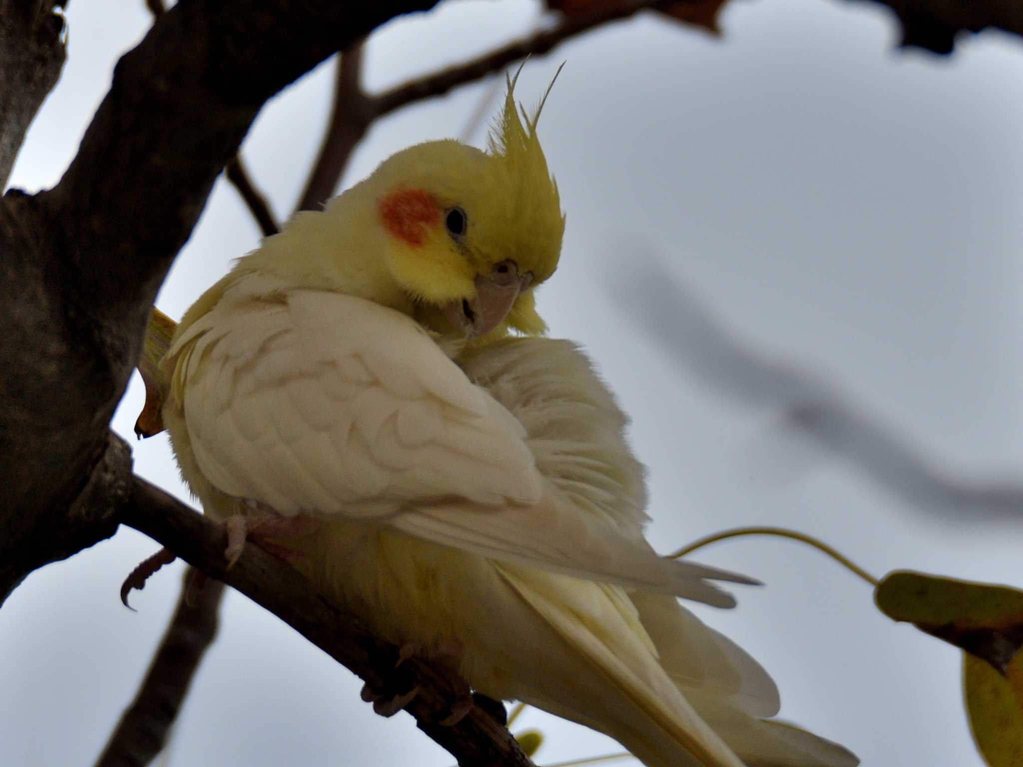  オカメインコの写真 by よつくん