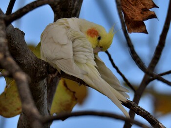 オカメインコ 場所が不明 2021年10月24日(日)