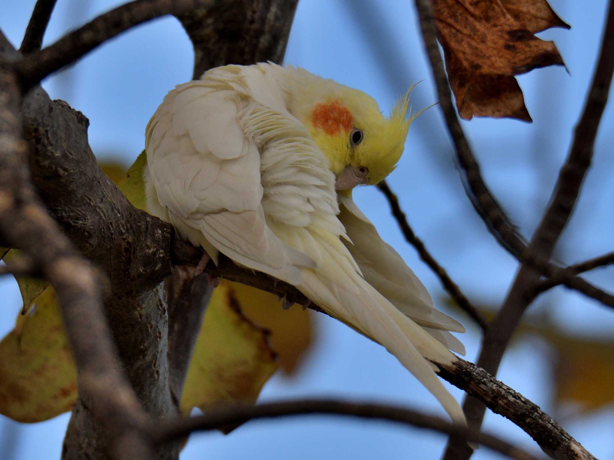  オカメインコの写真 by よつくん