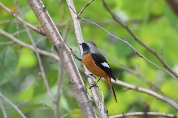 2021年10月24日(日) 名古屋山崎川の野鳥観察記録