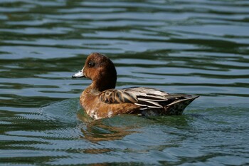 2021年10月24日(日) 洗足池(大田区)の野鳥観察記録