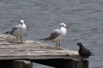 ユリカモメ 水元公園 2017年5月3日(水)