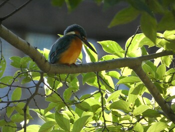 Sat, 10/23/2021 Birding report at 泉の森公園