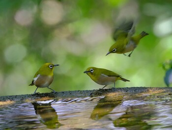 メジロ 権現山(弘法山公園) 2021年10月4日(月)