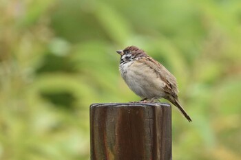 Eurasian Tree Sparrow 月寒公園 Wed, 10/20/2021