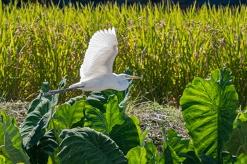 チュウサギ 明石市大久保町 2021年10月2日(土)