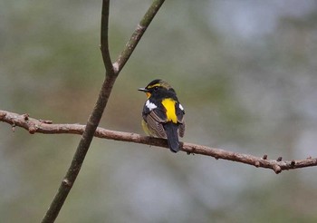 Narcissus Flycatcher Unknown Spots Wed, 5/3/2017