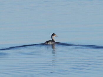 Black-necked Grebe Inashiki Wed, 12/16/2020