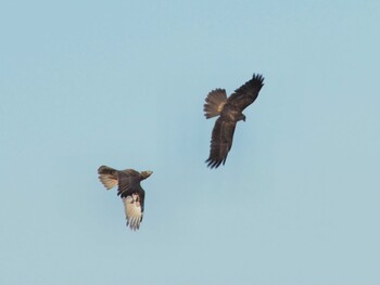 Eastern Marsh Harrier 稲敷市甘田干拓 Wed, 12/16/2020