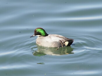 Falcated Duck 利根大堰 Sun, 12/27/2020