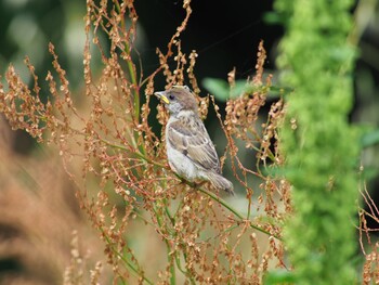 Eurasian Tree Sparrow 山梨県北杜市 Tue, 5/26/2020