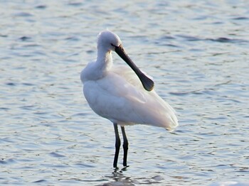 Eurasian Spoonbill 多々良沼 Sun, 12/27/2020