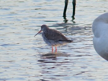 Spotted Redshank 多々良沼 Sun, 12/27/2020