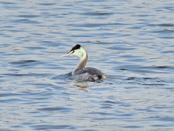 Great Crested Grebe 多々良沼 Sun, 12/27/2020