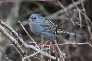 2021年2月6日(土) 早戸川林道の野鳥観察記録