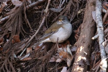 シロハラ 早戸川林道 2021年2月6日(土)