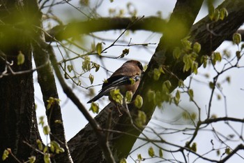 Wed, 5/3/2017 Birding report at 奈良県フォレストパーク神野山