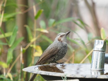 2021年10月25日(月) 横浜市児童遊園地の野鳥観察記録