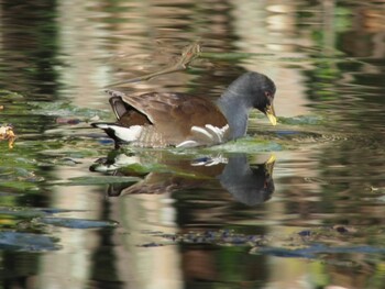 Common Moorhen Mizumoto Park Sat, 12/26/2020