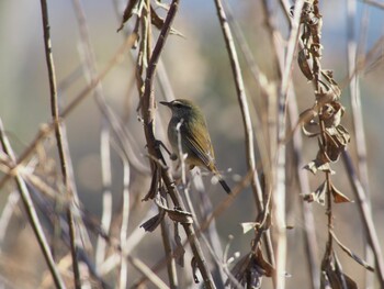 Japanese Bush Warbler Mizumoto Park Sat, 12/26/2020