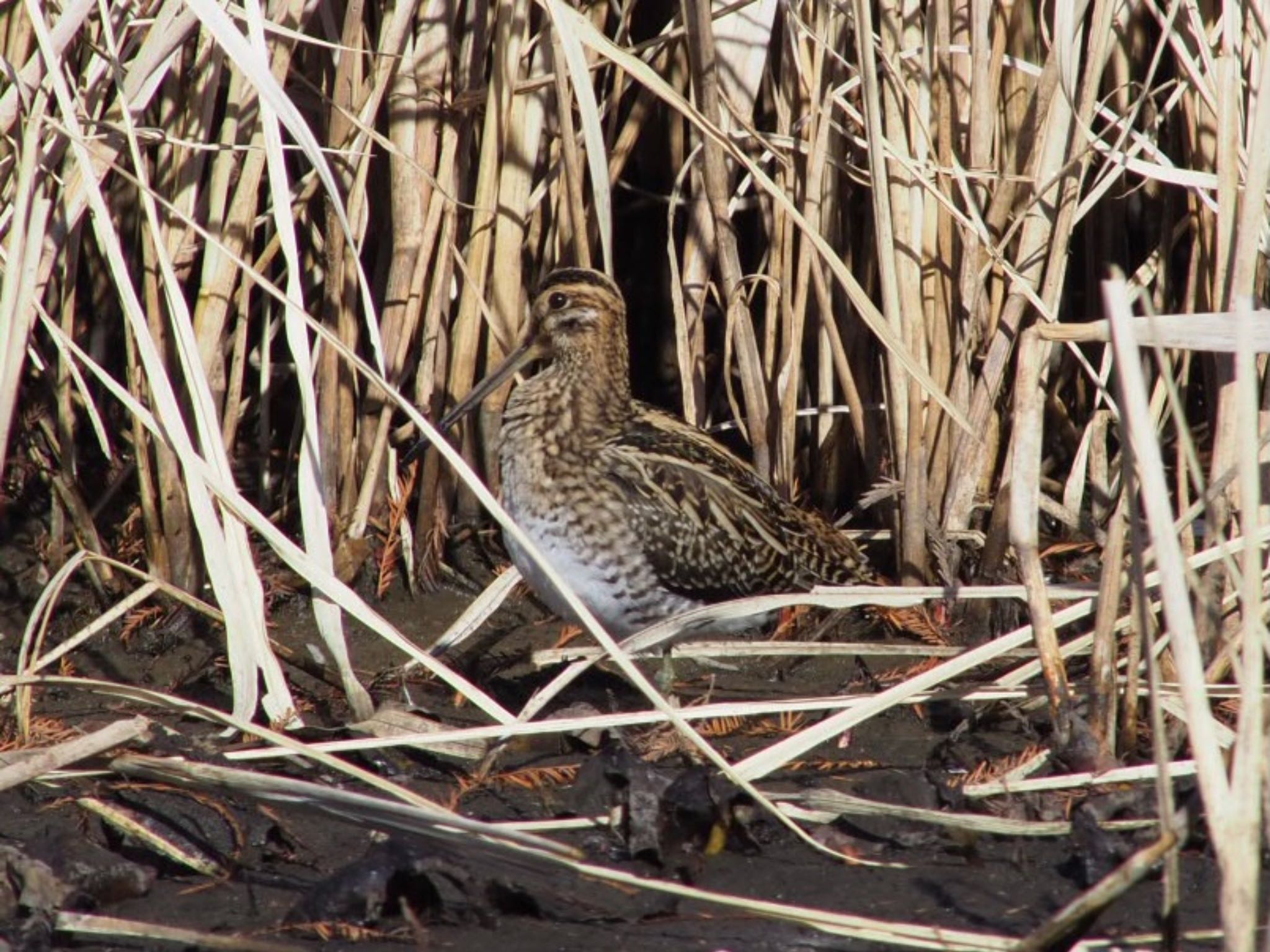 Photo of Common Snipe at Mizumoto Park by むかいさん