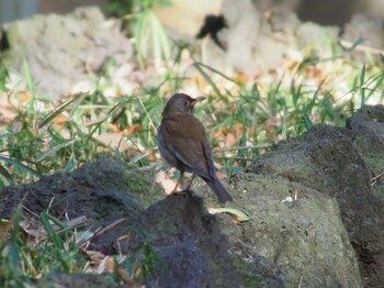 Pale Thrush Kasai Rinkai Park Sun, 1/3/2021