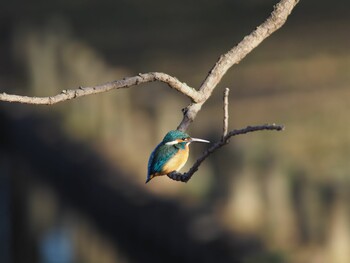 Common Kingfisher Mizumoto Park Sat, 12/26/2020