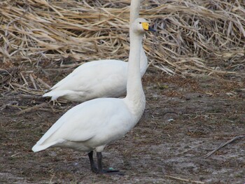 Whooper Swan 多々良沼 Sun, 12/27/2020