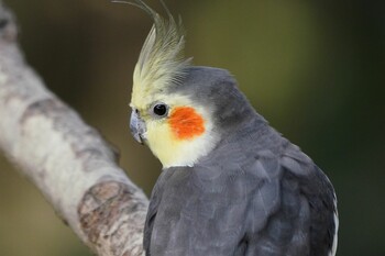 オカメインコ 場所が不明 2020年3月13日(金)