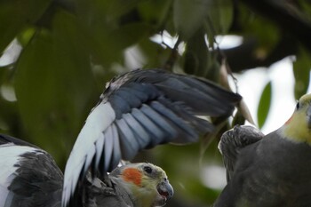 オカメインコ 場所が不明 2020年3月13日(金)