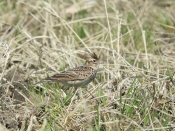 Eurasian Skylark 福岡県 Sun, 2/28/2021