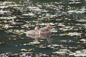 2021年10月25日(月) 松江市の野鳥観察記録