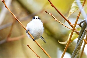 Long-tailed Tit 光徳牧場 Sat, 10/23/2021