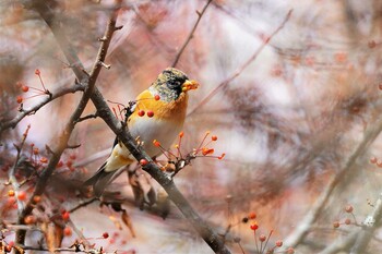 Brambling 光徳牧場 Sat, 10/23/2021